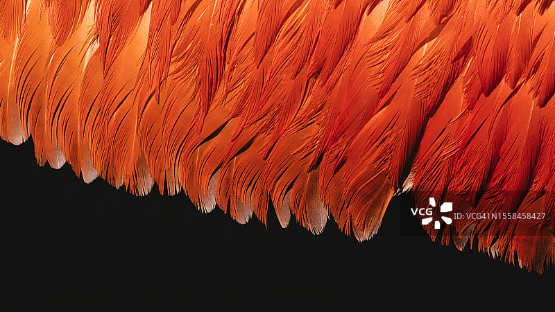 火烈鸟羽毛红色装饰特写，德国罗斯托克图片素材
