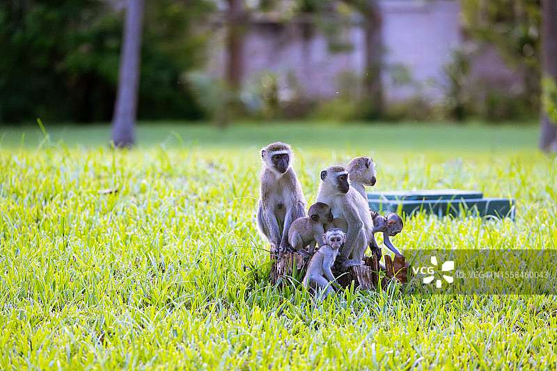 肯尼亚树干上的长尾猴一家图片素材