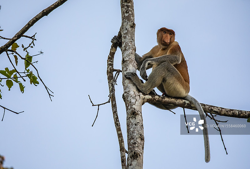 低角度拍摄的长鼻红猴坐在树上图片素材