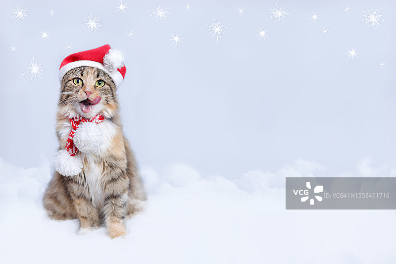 戴着圣诞帽坐在雪地上的猫，乌克兰图片素材