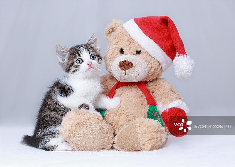 小猫看着镜头的特写，坐在白色背景的玩具熊旁，中国台湾图片素材