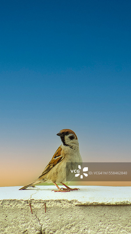 日落时分麻雀栖息在石柱上的特写图片素材