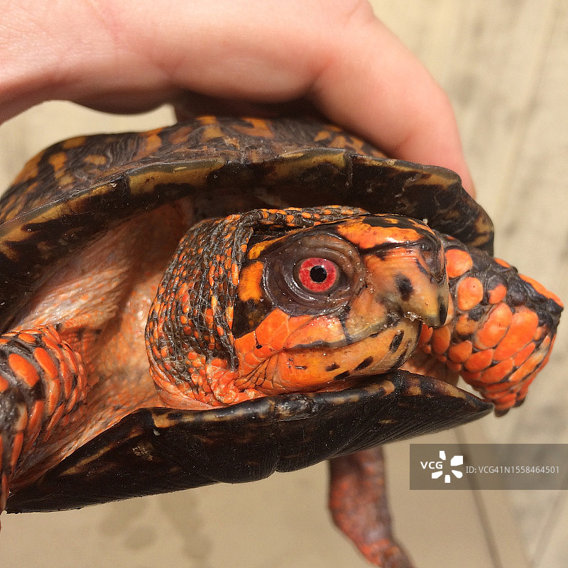手持乌龟的特写，美国弗吉尼亚州阿科马克县图片素材