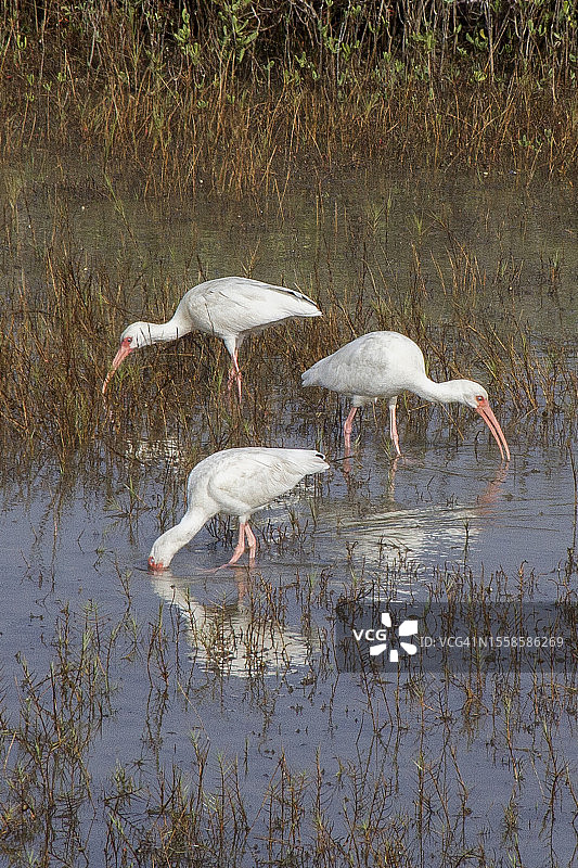 觅食的三只白色朱鹭图片素材