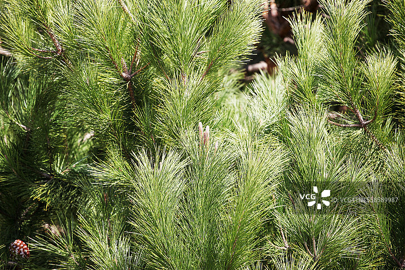 松树纹理图片图片素材