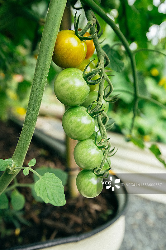 绿意盎然的后院菜园图片素材