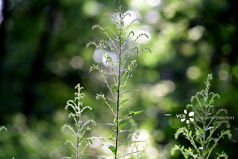初生的金鸡菊图片素材