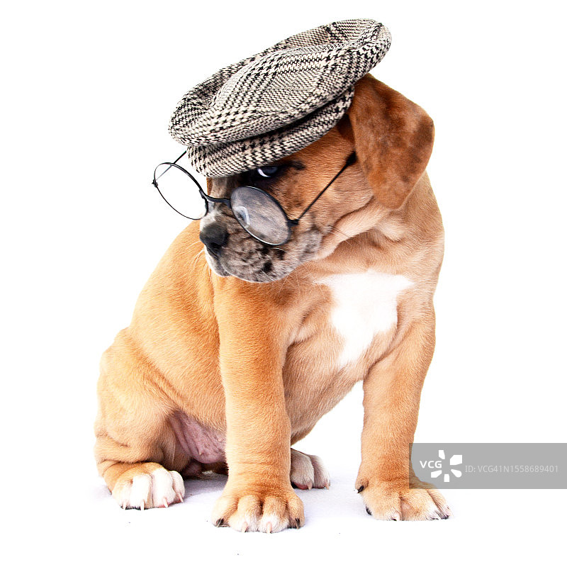 9周大的老式英国斗牛犬幼犬图片素材