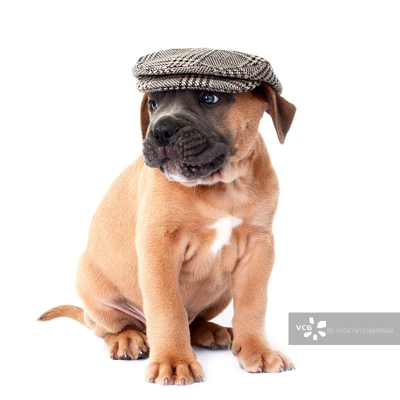 9周大的老式英国斗牛犬幼犬图片素材