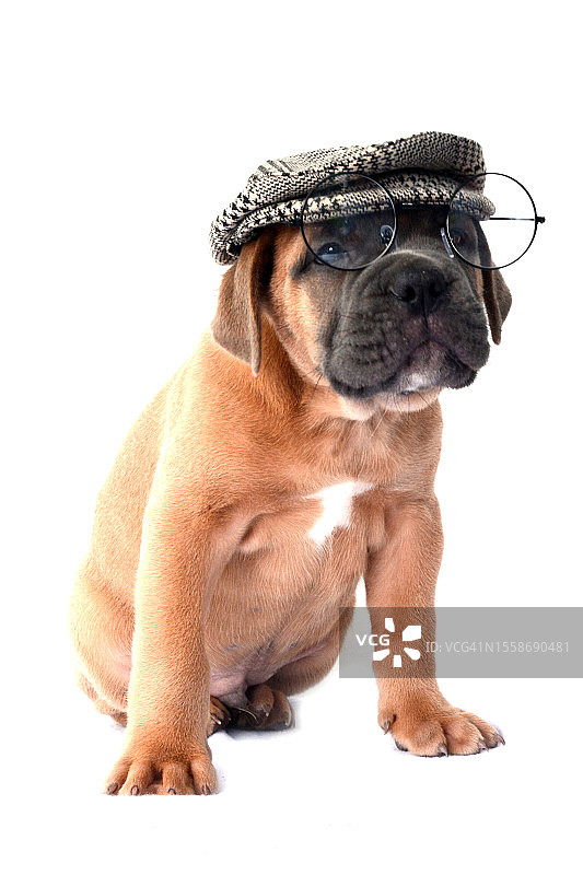 9周大的老式英国斗牛犬幼犬图片素材