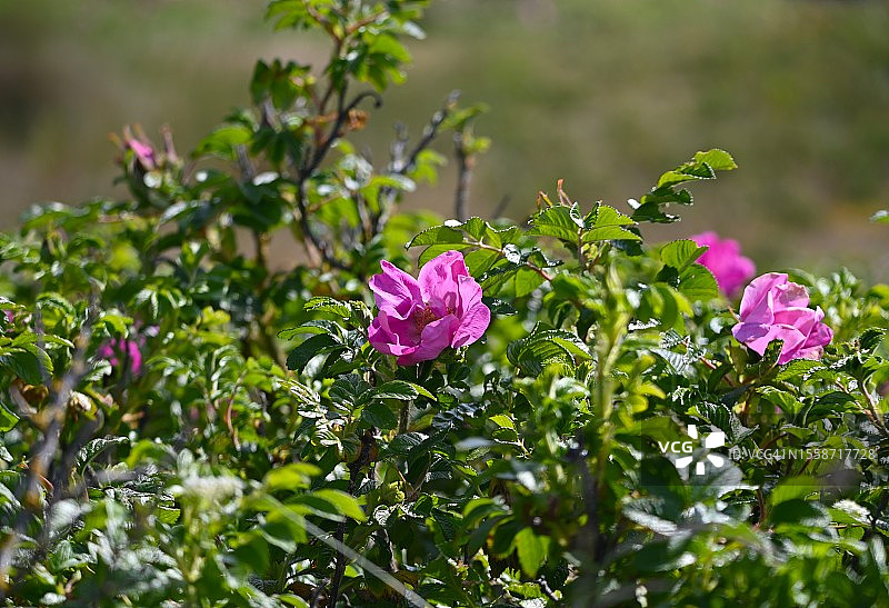 粉色开花植物特写图片素材