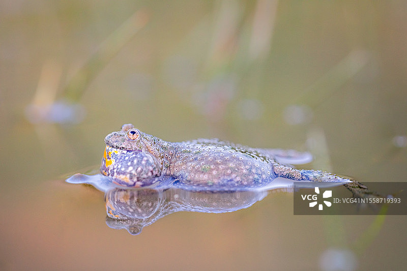 湖中青蛙特写图片素材