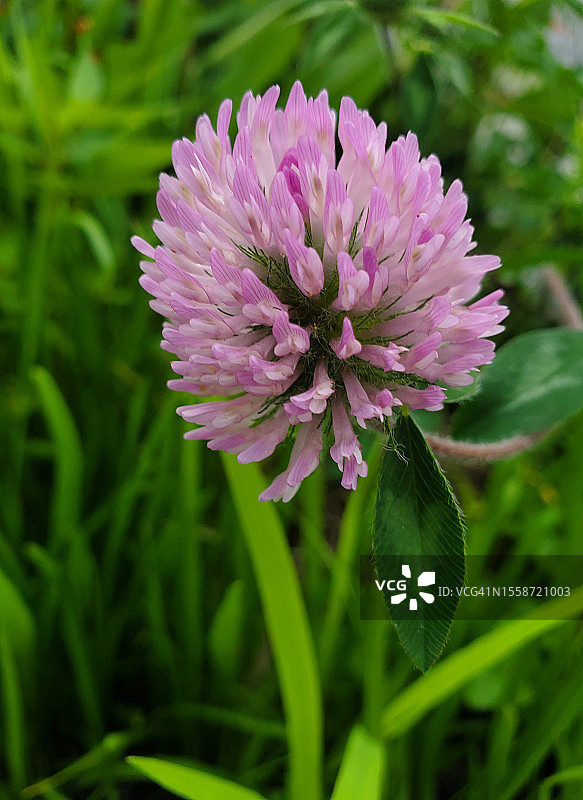 美国新罕布什尔州田野上的粉色开花植物特写图片素材