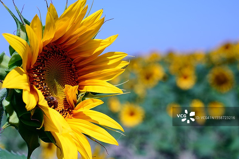 向日葵特写图片素材