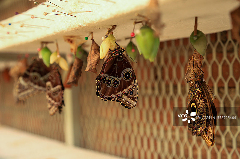 普通摩尔福蝴蝶在蝴蝶苗圃中以花为食图片素材