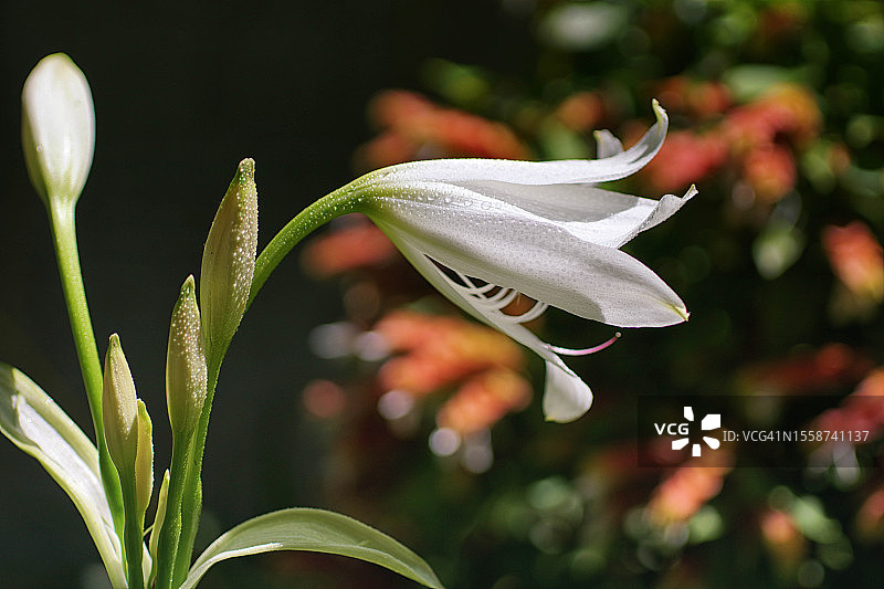 白色开花植物特写图片素材