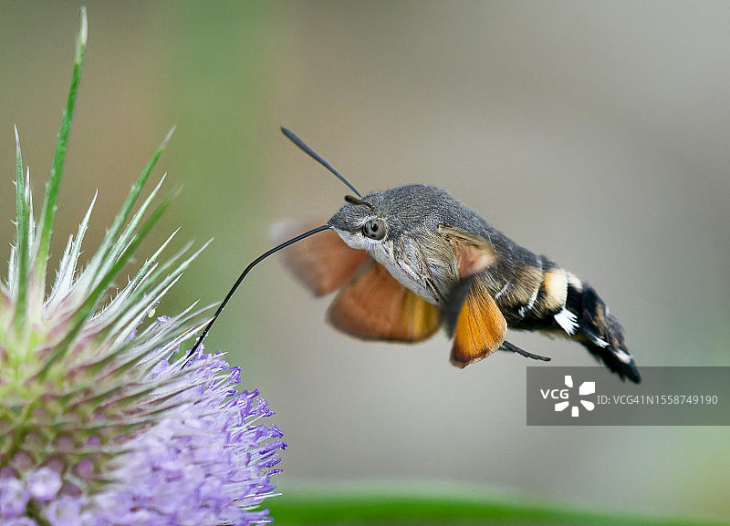 蜂鸟在花朵上授粉的特写图片素材