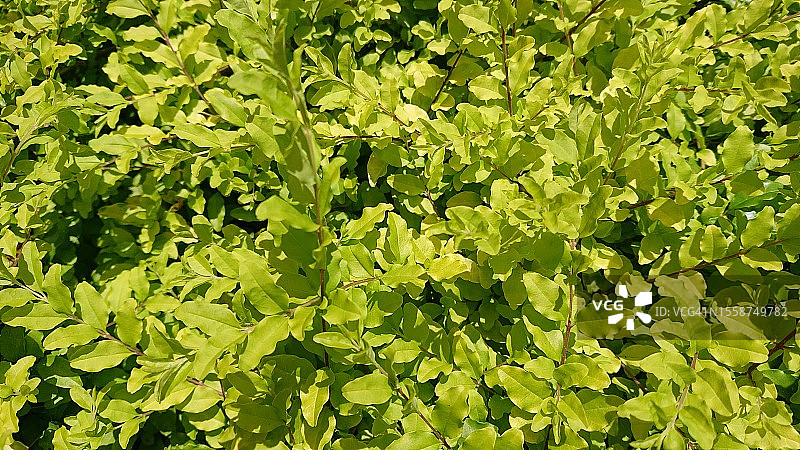 树叶全画幅照片图片素材