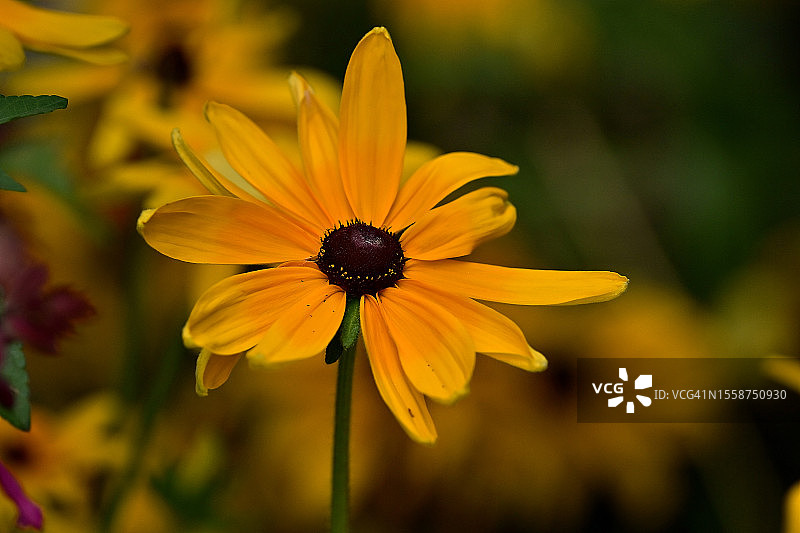 黄花的特写图片素材