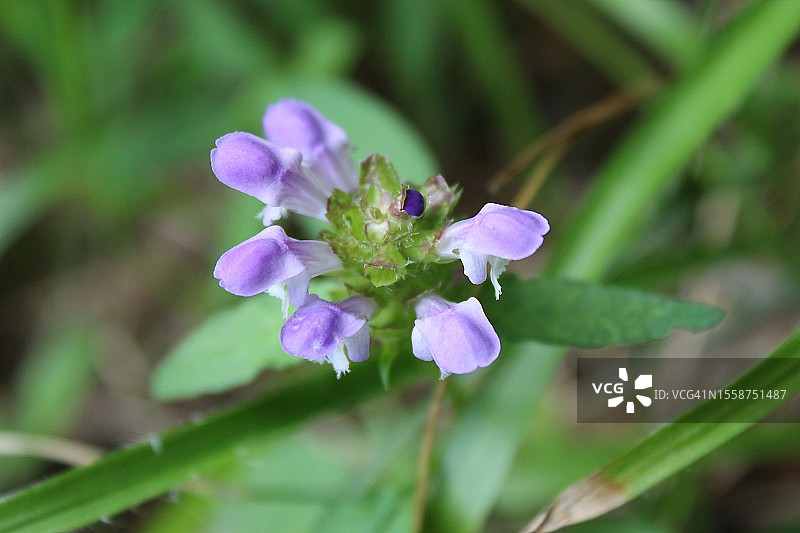 美国威斯康星州奇佩瓦紫色植物特写图片素材