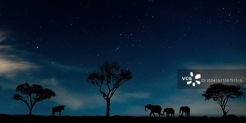 肯尼亚夜晚原野天空下的牛群剪影图片素材