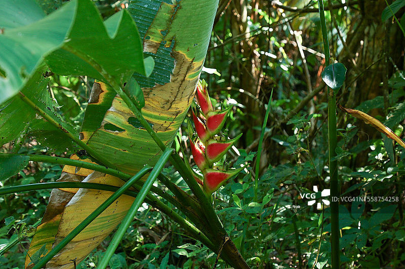 瓦格纳蝎尾蕉的热带红色花朵图片素材