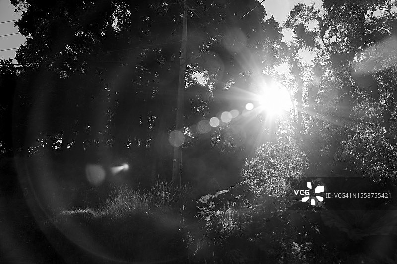 阳光照耀下的森林黑白景观图片素材