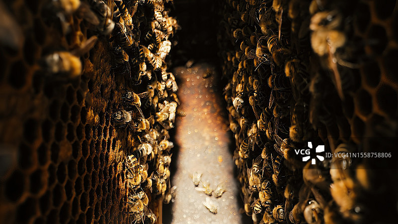 蜂巢上的蜜蜂特写图片素材