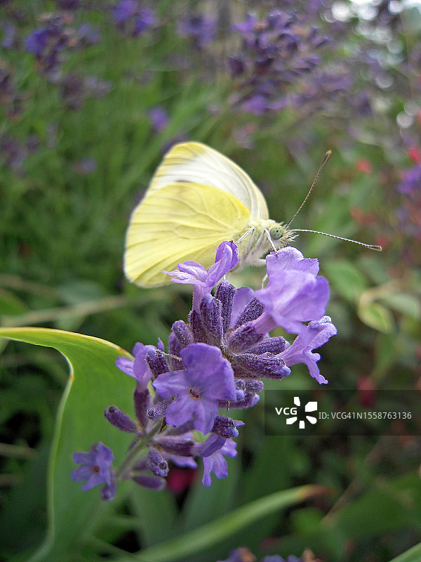紫色花朵上蝴蝶授粉特写，法国图片素材