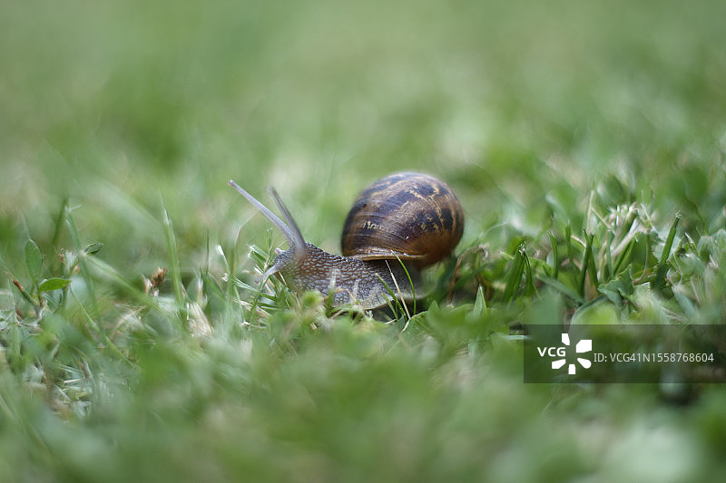 蜗牛在草地上的特写，意大利曼图亚省图片素材