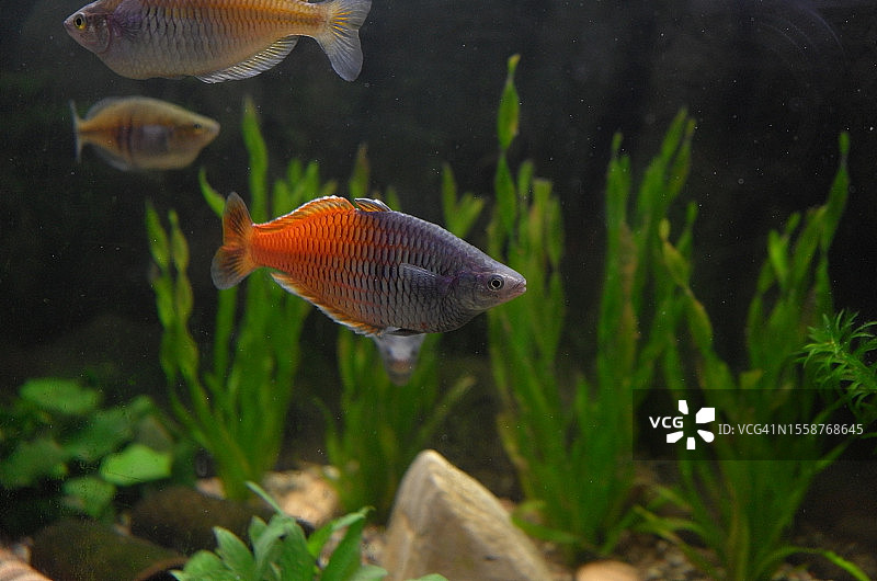 德国魏玛水族箱中游动的淡水鱼特写图片素材