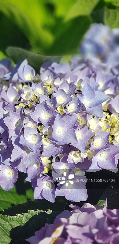 美国俄亥俄州杰罗姆斯维尔紫色植物特写图片素材