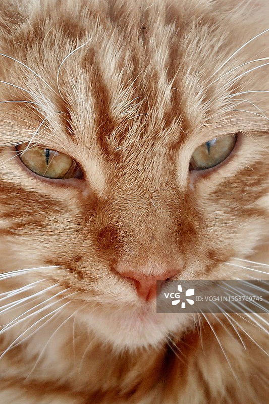 猫的特写肖像，克莱蒙特，新罕布什尔州，美国图片素材