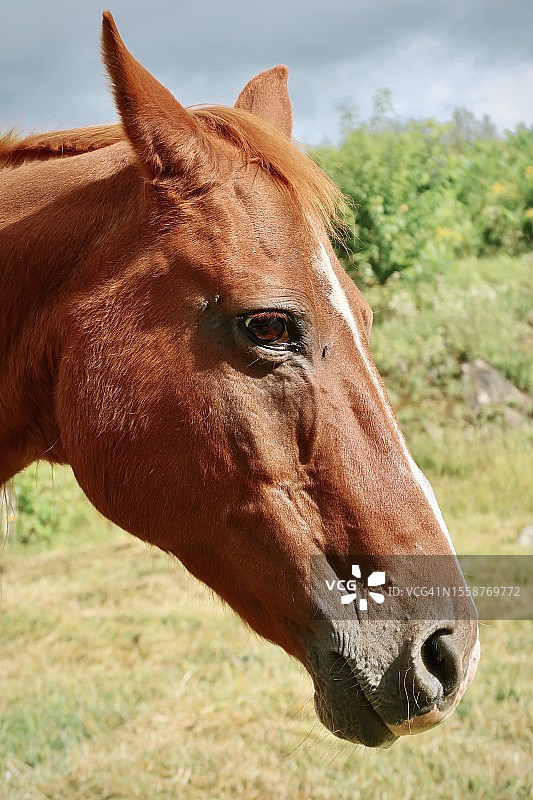 美国新罕布什尔州克莱蒙特赛马特写图片素材