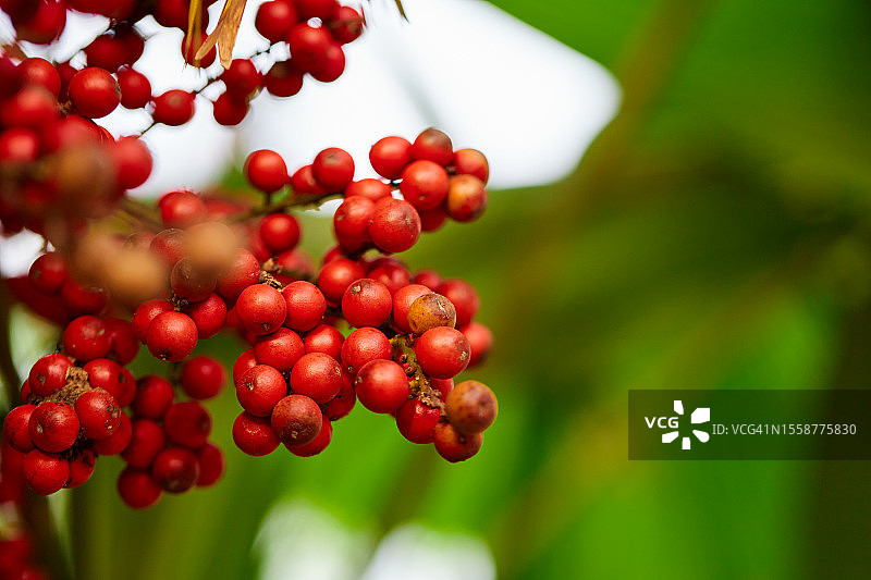 红色浆果长在树上的特写图片素材