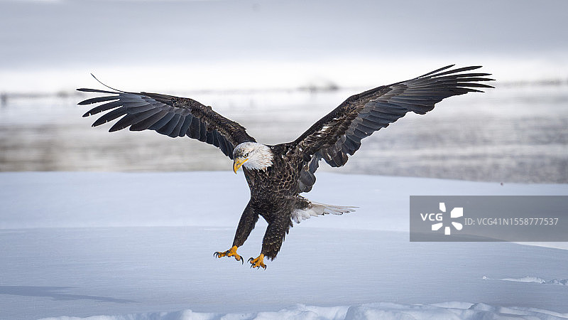 飞越海面的秃鹰特写图片素材