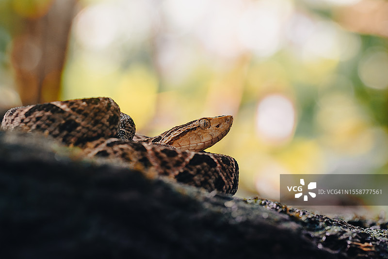 蜥蜴在岩石上的特写图片素材