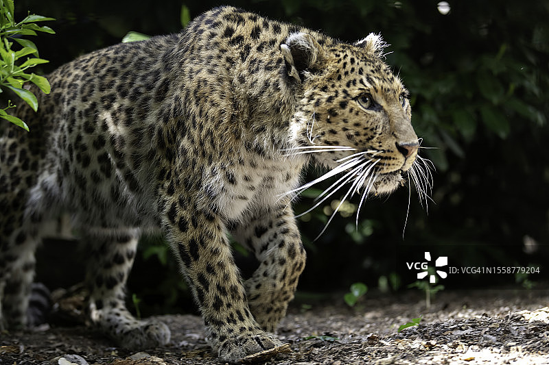 阿穆尔豹在田野行走的特写图片素材