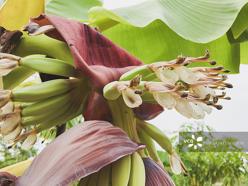 香蕉花特写图片素材
