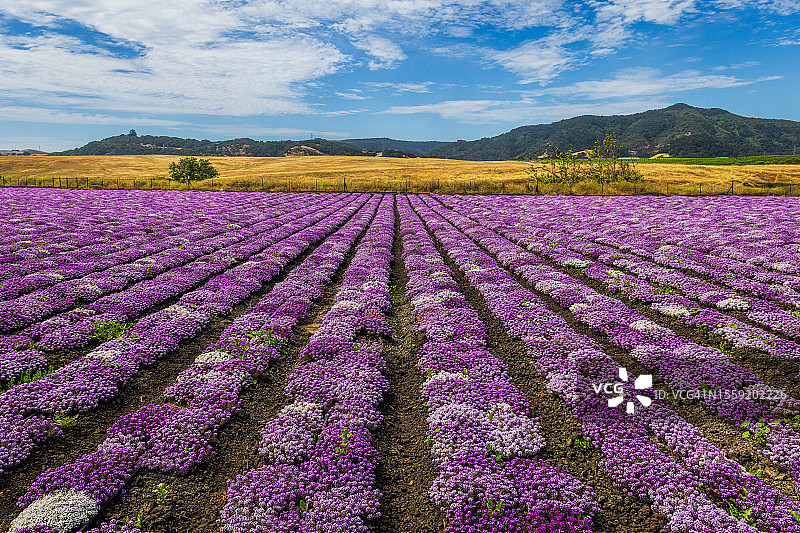 花领域图片素材