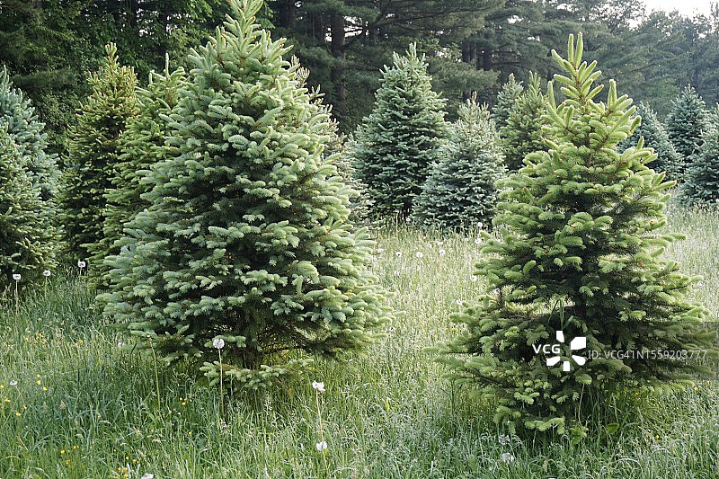 免费农场，圣诞季图片素材