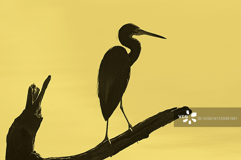 黄色背景下栖息在树上的鹭鸟剪影图片素材