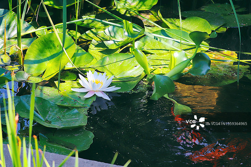 锦鲤池塘中的睡莲图片素材
