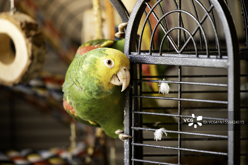 黄头亚马逊鹦鹉图片素材