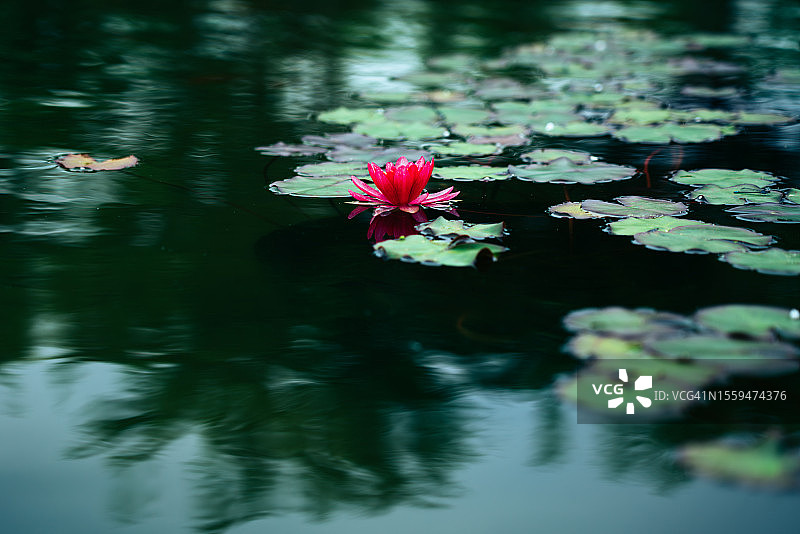 莲花睡莲图片素材