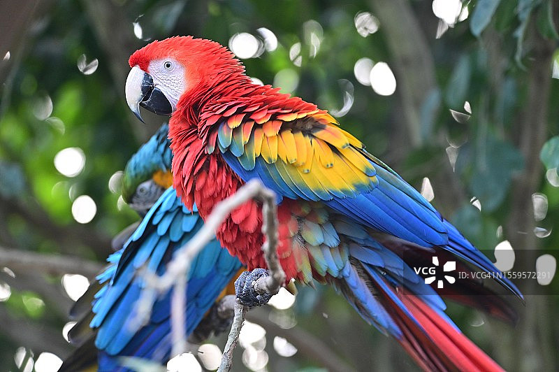 树枝上的鲜红金刚鹦鹉图片素材