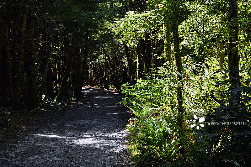 植物海滩环线小径图片素材