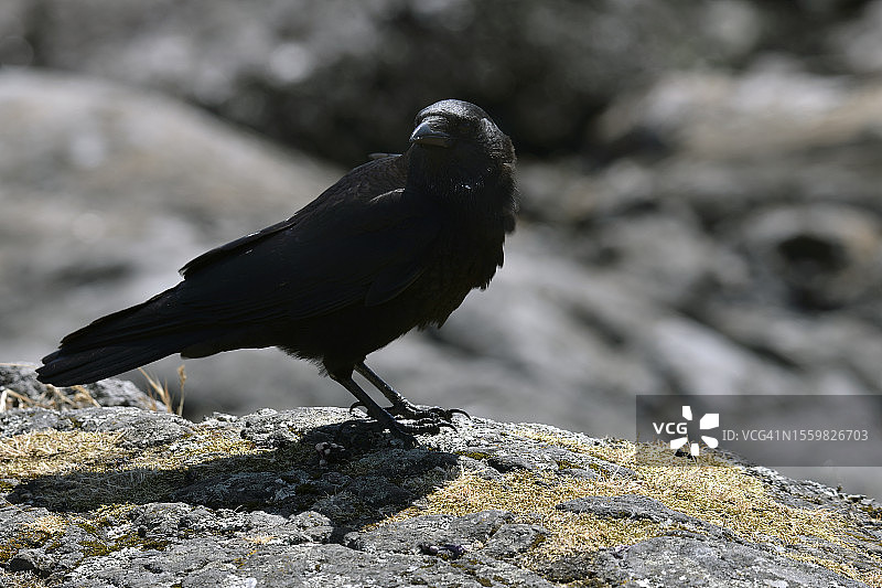 Kitty小岛上的美洲乌鸦图片素材