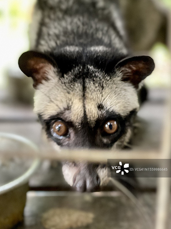 笼子里看着镜头的亚洲棕榈狸图片素材