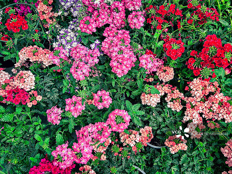 鲜花特写图片素材